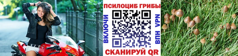 Псилоцибиновые грибы Cubensis  Купить  Первомайск 